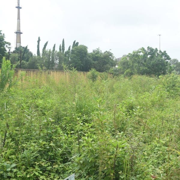 Plantation activity 4