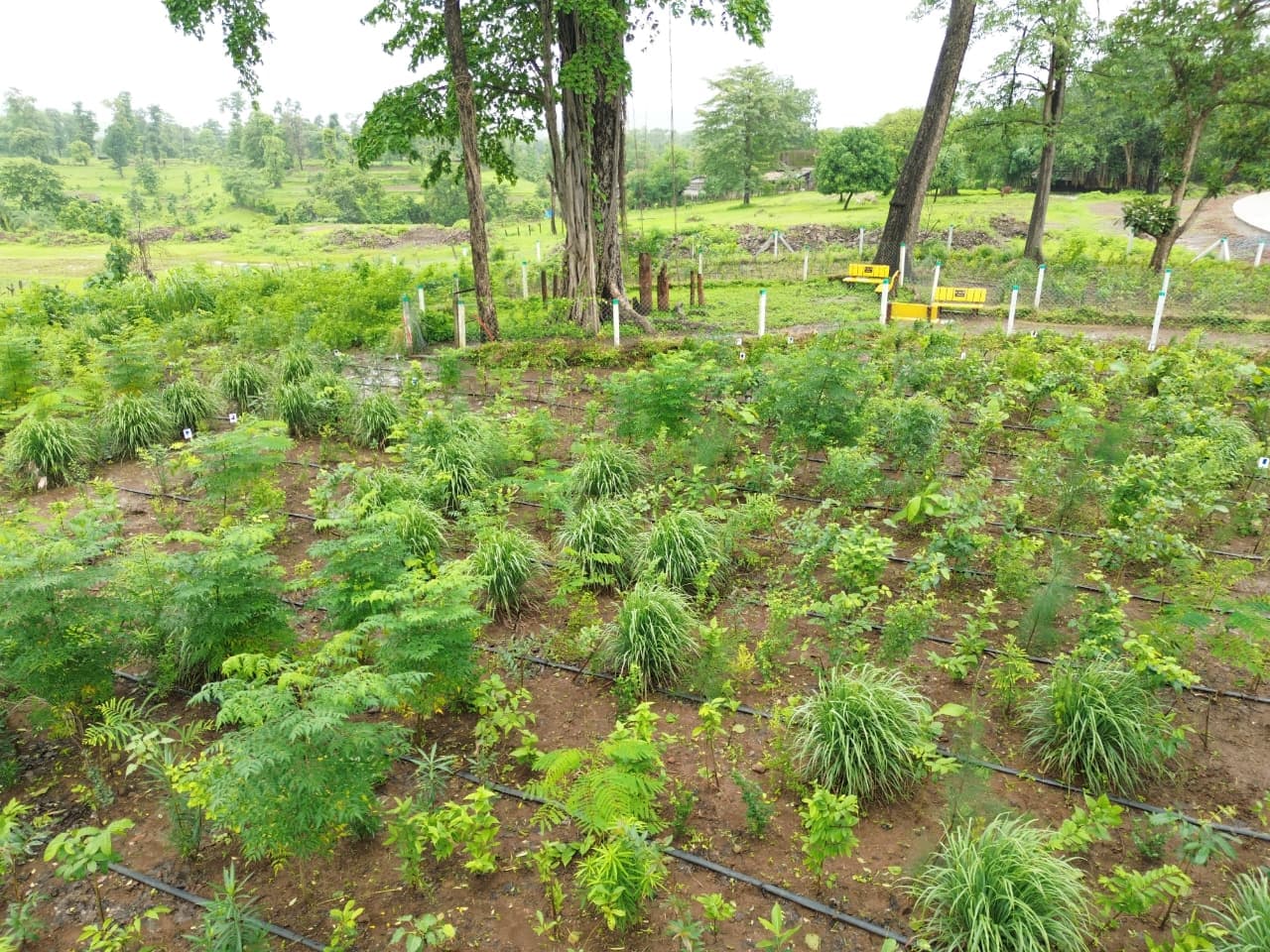 Rural Forest Restoration