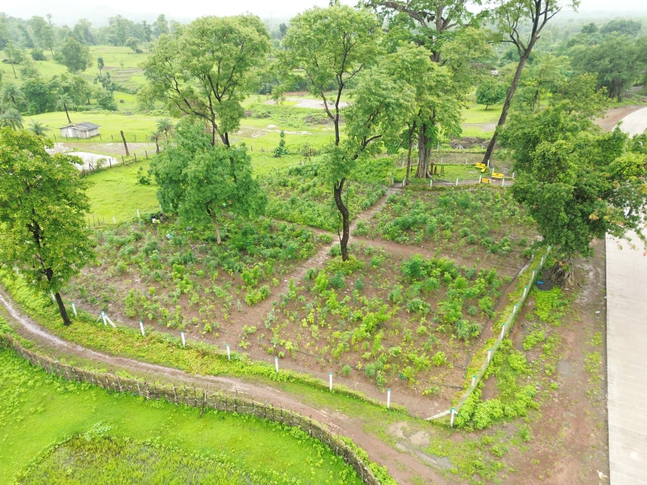 Plantation activity 5