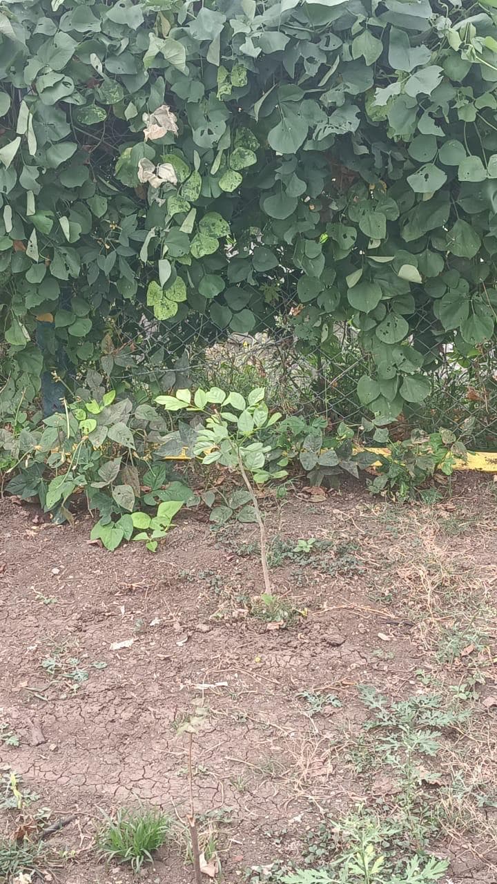 Plantation activity 8